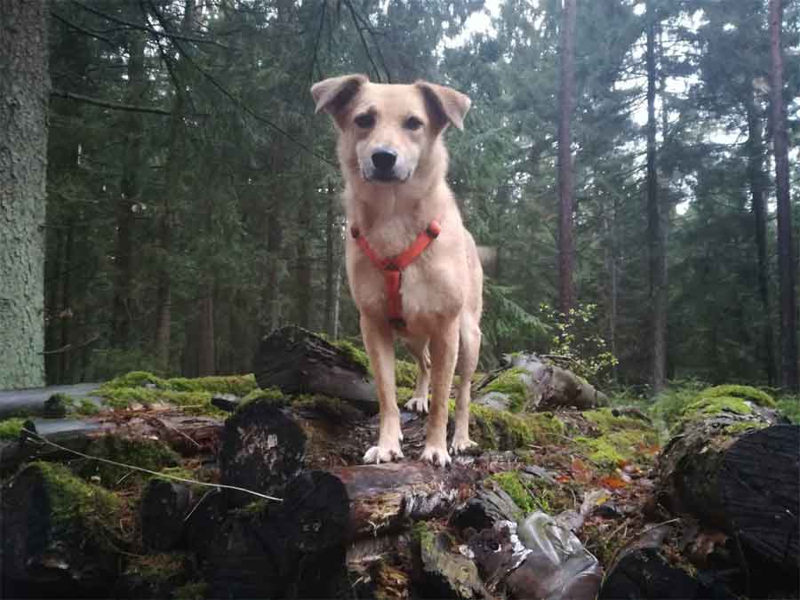 maja